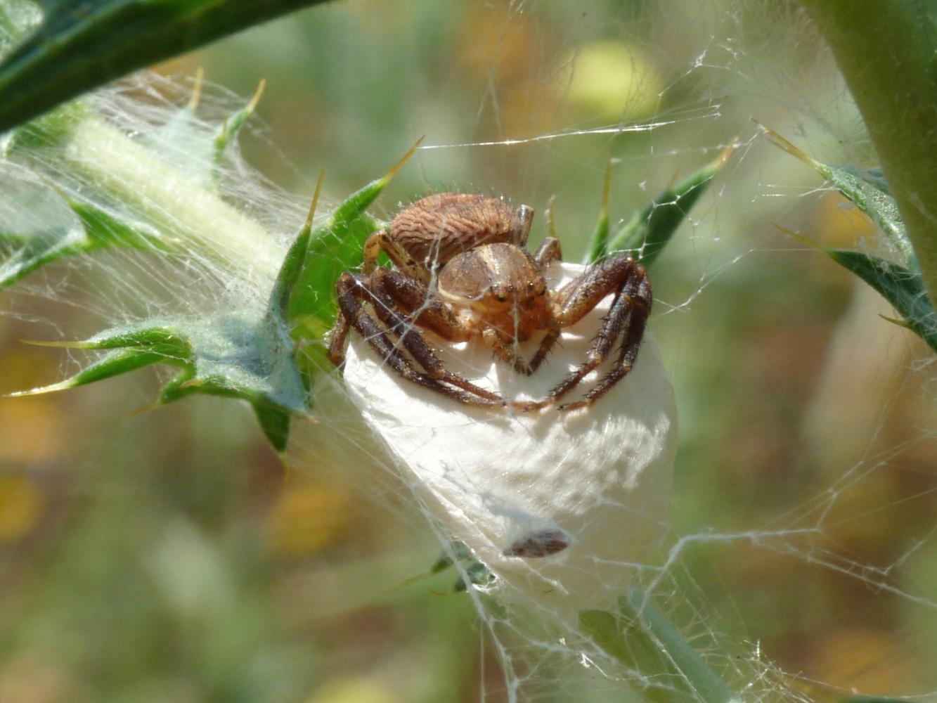 xysticus ulmi con ovisacco Lughignano (TV)